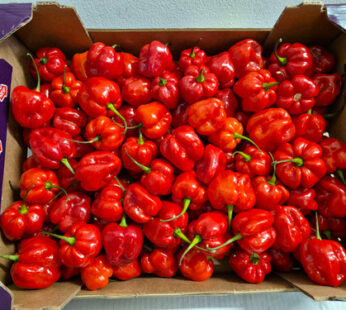 Box of Scotch Bonnet (Pepper)